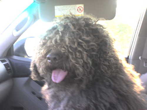 askfabio's profile picture. I am an ARBA Champion Spanish Water Dog, registered name Choti de Ubrique. My call name is Fabio. Soon to have my own blog where I share my expert thoughts.