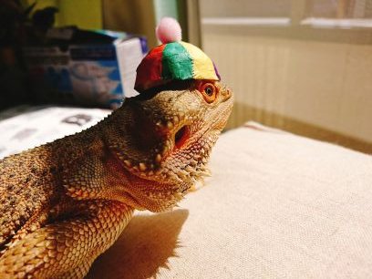 bQFDYEU2poYF6Co's profile picture. フトアゴ×２ レオパ×５ ニシアフ×１ フクモモ×２ どんどん増えてます^_^;