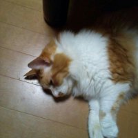 紫香楽 飛鳥 (@shinnyanikumin) 's Twitter Profile