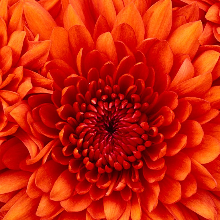 krishna55920875's profile picture. 