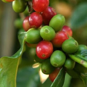 kopi asli indonesia, asli hasil bumi nusantara dari kerja cerdas anak indonesia