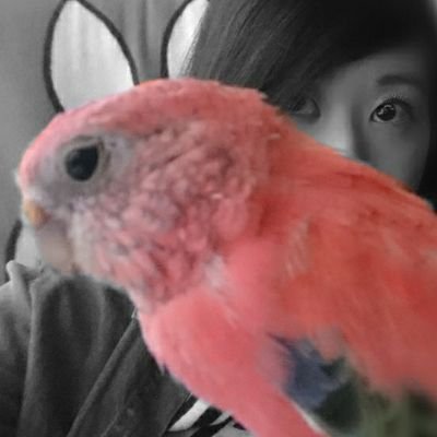 基本は鳥、食事、遊びなどのくだらないツイート。

ラッパも吹いてるよ🎺

🌈🐥黄色◆ポミオ(本命オジー)
ポミオは虹の橋の役所勤務

🐥青色◆餅巾着と暮らしてます。