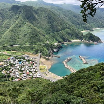 島生活 アダンの実が食べ頃ですね 毒注意 島生活 アダンの実が食べ頃ですね 毒注意