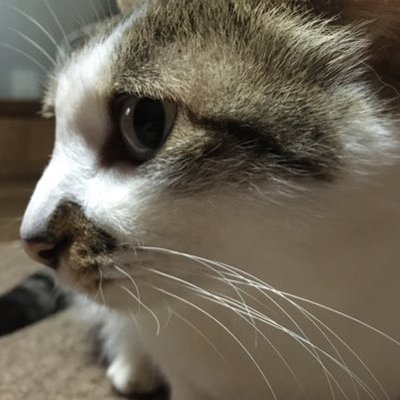 ちゃん