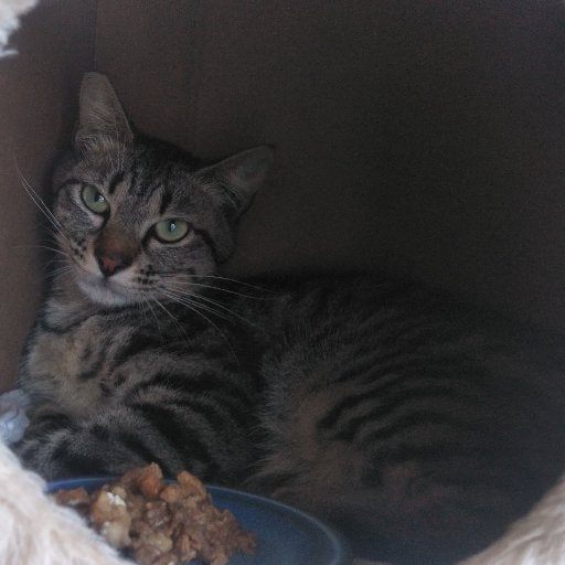 090shibuya's profile picture. クリエーターカノックスやってます