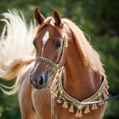 ligght11's profile picture. شاعرة وناثرة, للتواصل: Whatsapp:0556893746