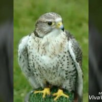 الصقر (@xrxoc32ngbcdvsu) Twitter profile photo