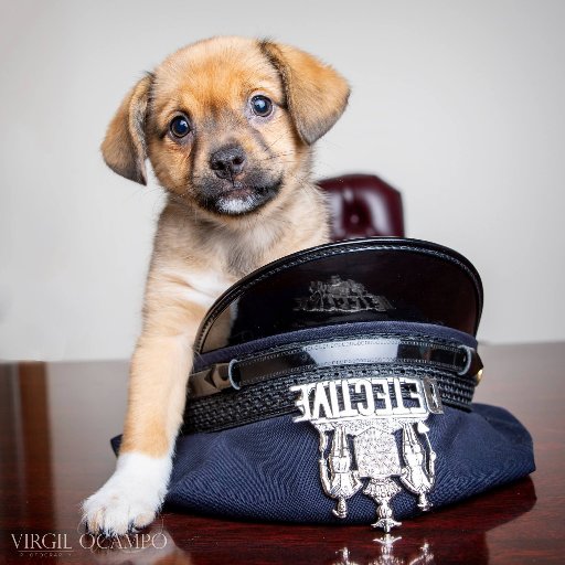 Official Twitter for NLECAA, an information clearinghouse for #lawenforcement, to bring greater awareness/understanding to #animalabuse & #animalcruelty