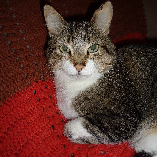 NaomisMom's profile picture. 