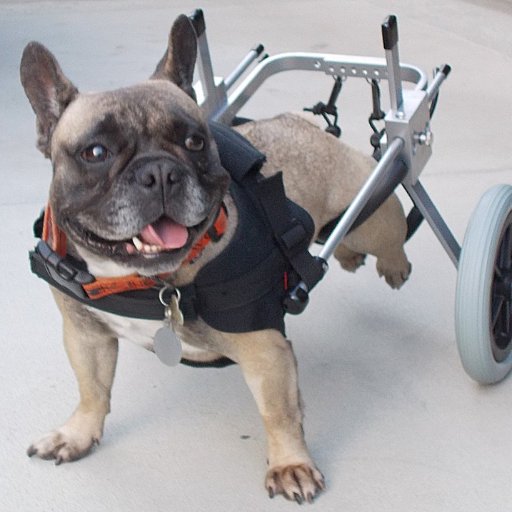 o 3 Cairn Terriers
o Owner UTURN HANDLES LLC
(on Amazon: 3-dog UTurn handle, 2-dog coupler, 2ft defensive stick)
o Master 3-Dog 4-Dog Walker ;-)
