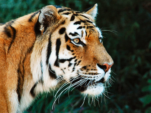 tigerbait1953's profile picture. 