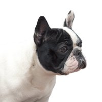 wilsonbulls (@wilsonbulls1) 's Twitter Profile