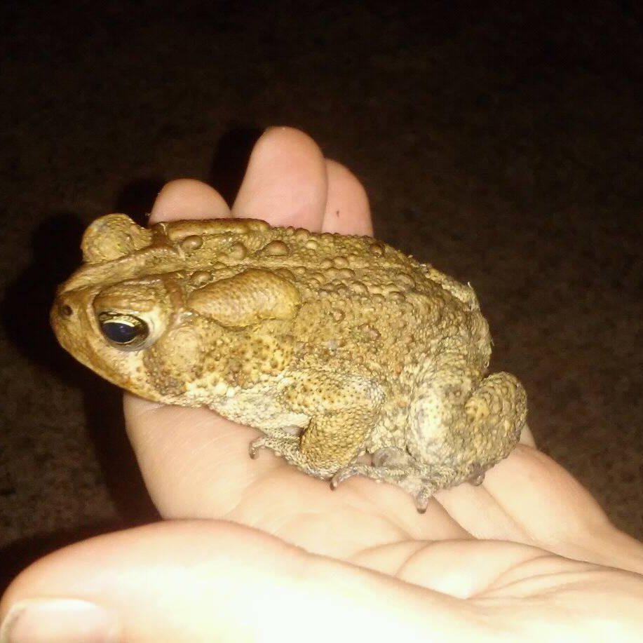 botherswildlife's profile picture. 