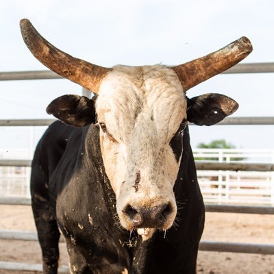 CBRbull Profile Picture