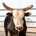 Bull Team Challenge (@cbrbull) Twitter profile photo Bull Team Challenge (@cbrbull) Twitter profile photo