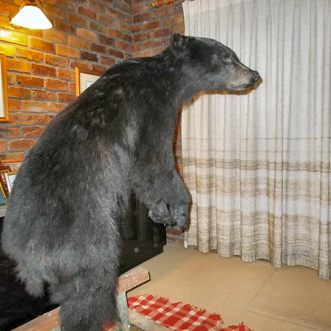 The Black Bear is mine taken in BC Canada and now lives in our lounge room
Are you interested in fly fishing also ?