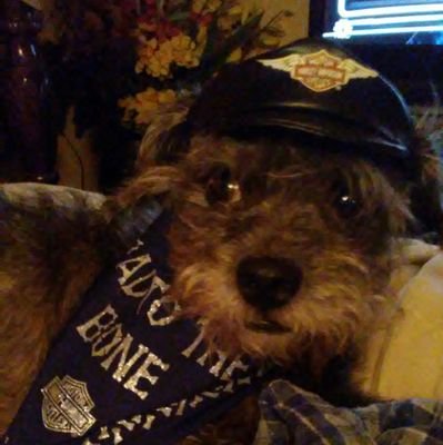 cindergirl1's profile picture. Proud American