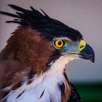 Global Hayvan Haberleri(@vmbcf_HHA) 's Twitter Profile Photo Global Hayvan Haberleri(@vmbcf_HHA) 's Twitter Profile Photo