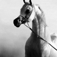 معاند المستحيل⚔️ (@sxsx_c) 's Twitter Profile
