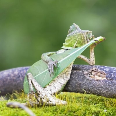 woodland lizard strumming leaf.  pronouns:zzzxxxzfzzzzxzzxxxx