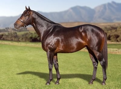 I'm the highest rated Sprinter/Son of Captain Al. I won or was placed in 6 Group 1 races! My Name is Captain of All