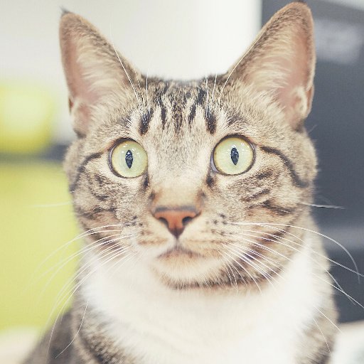 みんなのマーケット株式会社の公式ツイッターです。オンラインマーケットプレイス「くらしのマーケット」( https://t.co/oWhJMeAY4m )の開発と運営。猫のいるオフィス