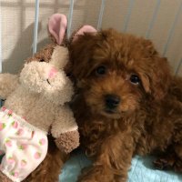 景子 (@happyswiner) Twitter profile photo