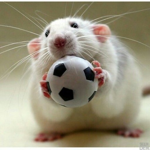 No-cost rat adoption service for Lou City FC fans and others. Run by Dredd and Maleficent. Adopt today!