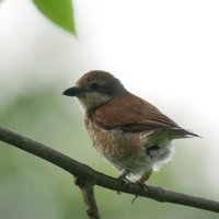 Farmland Ecology Group (@groupecology) 's Twitter Profile Photo Farmland Ecology Group (@groupecology) 's Twitter Profile Photo