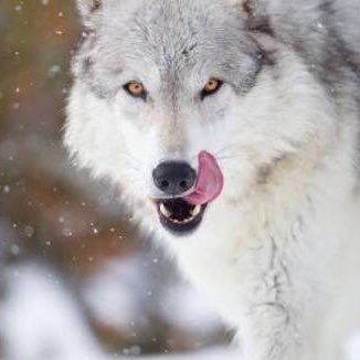 ウルフ 狼悪魔 心臓を捧げよの英語版あったんだw 普通の奴より良いか良くないかぐらい良いかもw 個人的にw T Co Yjzcbluova ウルフ 狼悪魔 心臓を捧げよの英語版あったんだw 普通の奴より良いか良くないかぐらい良いかもw 個人的にw T Co Yjzcbluova