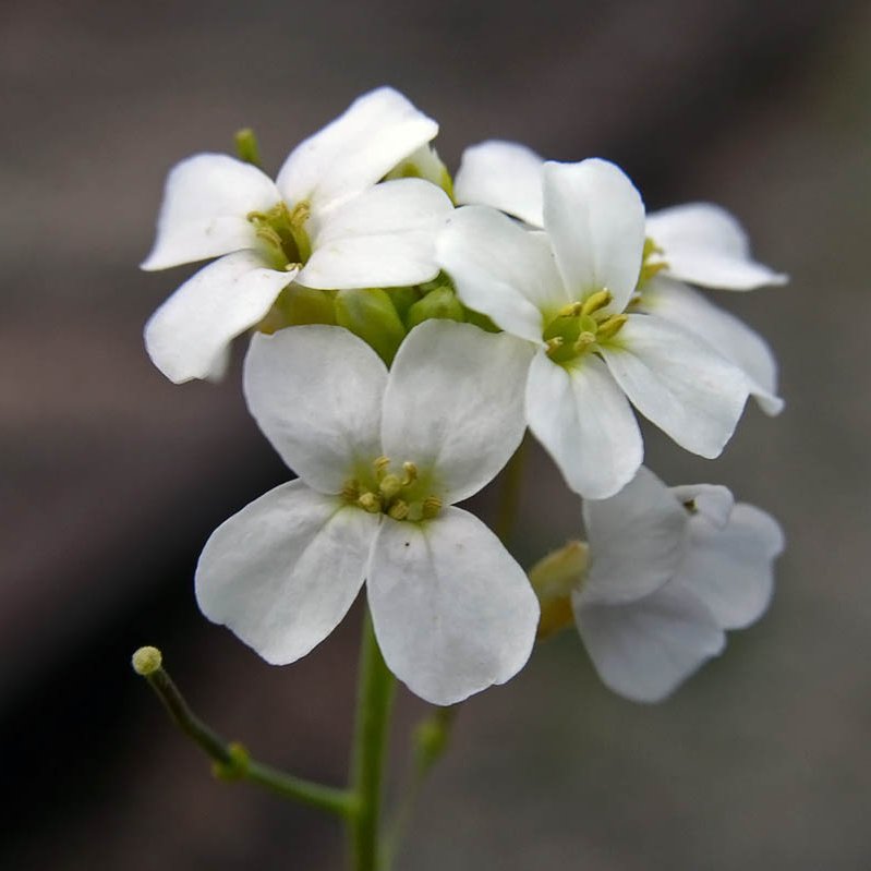 We are interested in the evolutionary processes shaping plant reproduction. We are hosted by the Dpt of Botany, Charles University in Prague (Czech Republic).