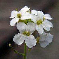 Plant Repro Evo Lab (@evorepro) 's Twitter Profile