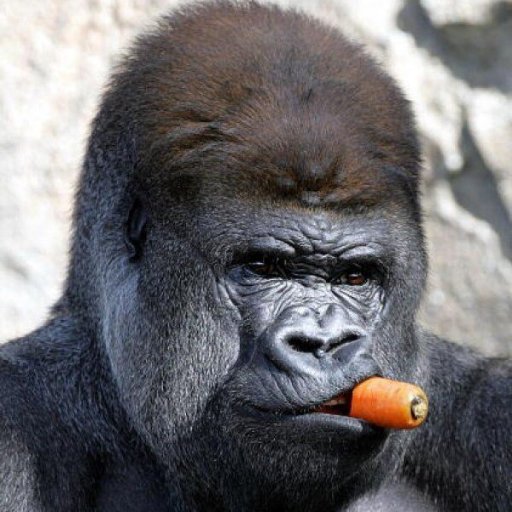 gorillacarrot's profile picture. 