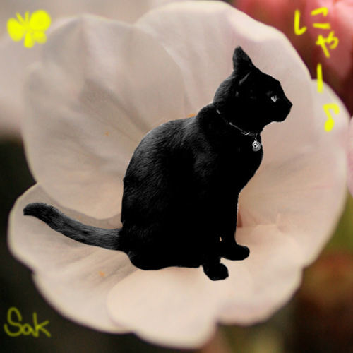 sakurasnownoel's profile picture. 猫,料理,お散歩