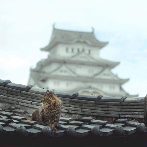 Law-abiding citizen currently working in Japan