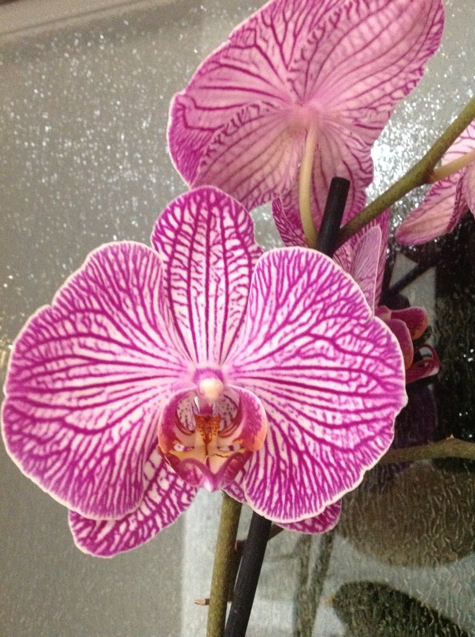 LJeftic's profile picture. 