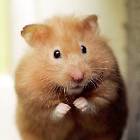 simpdeacheron's profile picture. 