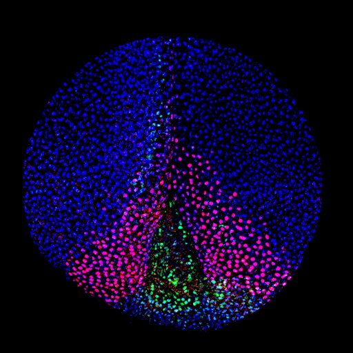 #DevBio Lab at NorthwesternU Studying Pluripotency, Neural Crest Stem Cells and the Evolution of Vertebrates. Recovering Former Dept. Chair, Diversity Advocate.