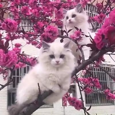 Nattiyathongmo1's profile picture. ติดตามCS💕