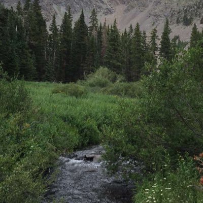 crypoking's profile picture. 