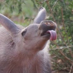 This aardvark sniffs out hate speech. Run by a fed-up liberal. Let’s all not be racist, together.