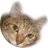 猫之進のアイコン