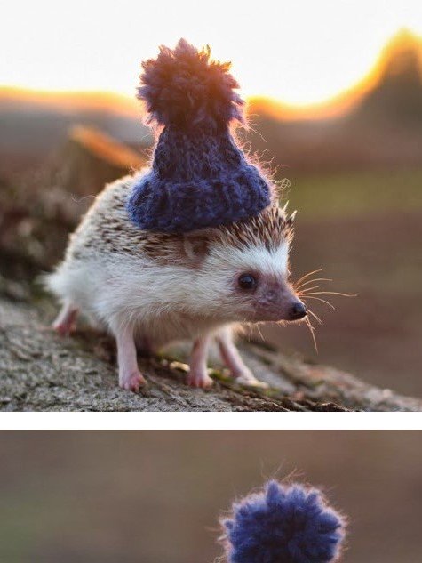 CurlyHedge's profile picture. hi guys, 🦔 here. so whats the deal with rotary phones, right? also im a jock inspired seduction specialist