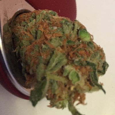 shabun893's profile picture. ツイッターデビューしました。自慢の野菜をお披露目させてください( ◠‿◠ )アイスは本場もんです(°▽°)笑 常時野菜もアイスも三種類はあります。ブリブリ希望の方はウィッカー、テレグラムのIDを送ってください🎄🎄🤠🎄🎄ＤＭお待ちしております。#送料無料 #郵送 #キメセク #野菜 #カンナビス #アイス