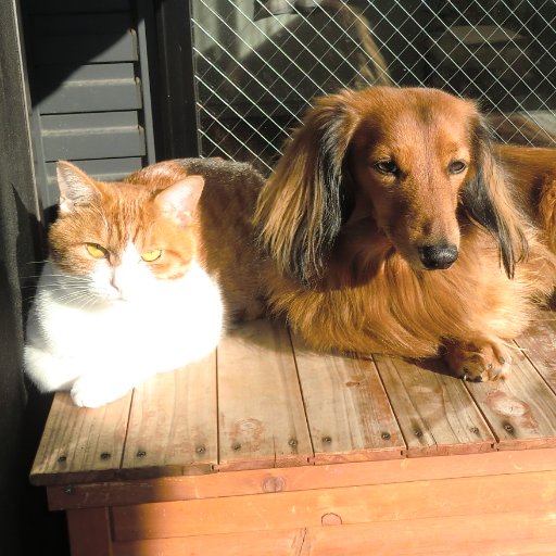 無言フォロー失礼します
カワイイ犬猫はついフォローしてしまいます💕
青森県産食材でドッグフードを作ってます
犬猫LOVE💕青森LOVE💕
🐶茶々丸部長(18歳)😸ソフィ(13歳)
🐱トキ&ユリア(たぶん1歳くらい)
縄文関連⇒@JomonYumekamosu