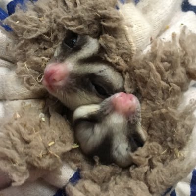 yu_riho's profile picture. V系ケーポペン。ハンドメイド☆ PIERROT* 稀勢の里推し SHINee、FT、OCTPATH、 許豊凡。フクモモ、ハムスター、コザクラインコ、アフリカヤマネ