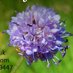 Celtic Wildflowers (@celticwildflow1) Twitter profile photo Celtic Wildflowers (@celticwildflow1) Twitter profile photo