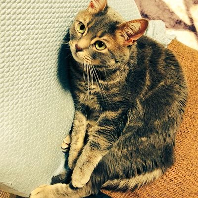 並盛り猫丼【ﾊﾟﾘﾁｪ】さんのプロフィール画像