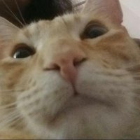 El Gloto (@glotosauriorex) 's Twitter Profile Photo