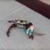 Crustacean Enthusiast (@bomer3299) Twitter profile photo Crustacean Enthusiast (@bomer3299) Twitter profile photo